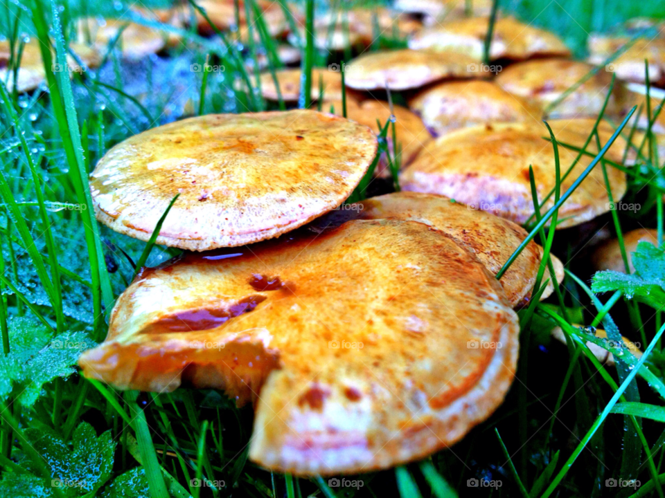 grass earth natural mushroom by bigcarp
