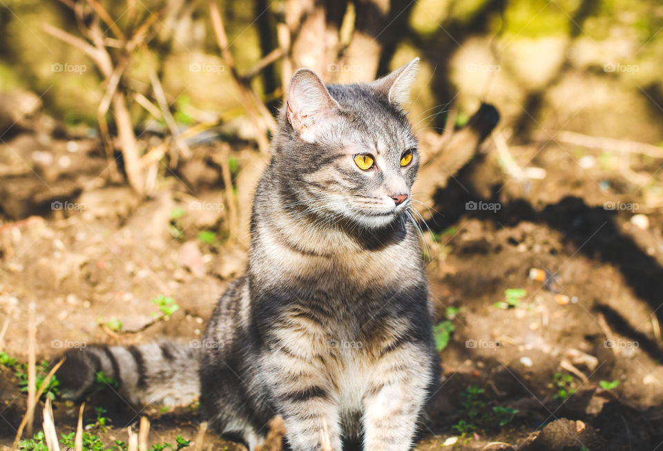 Gray, tabby cat sunbathing in the garden