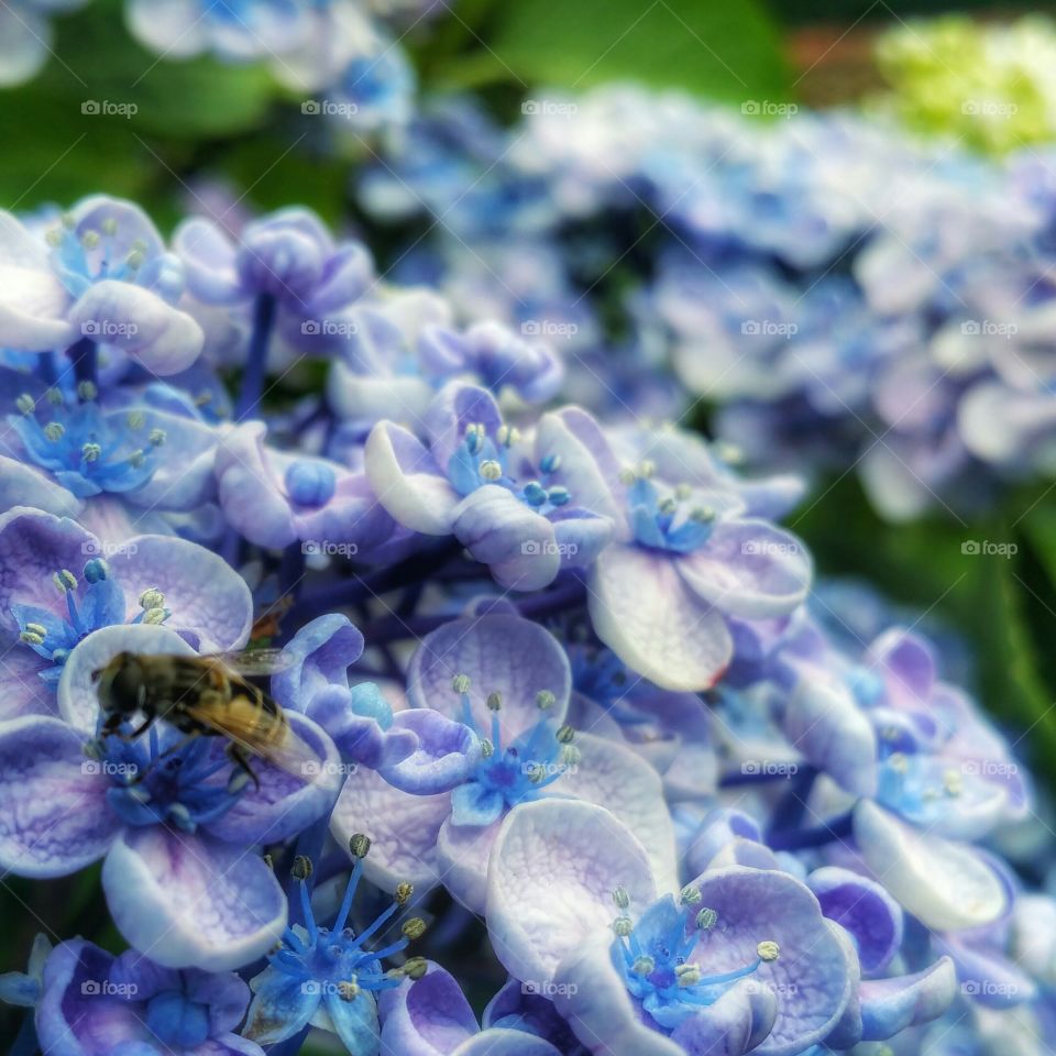 Bee hydrangea