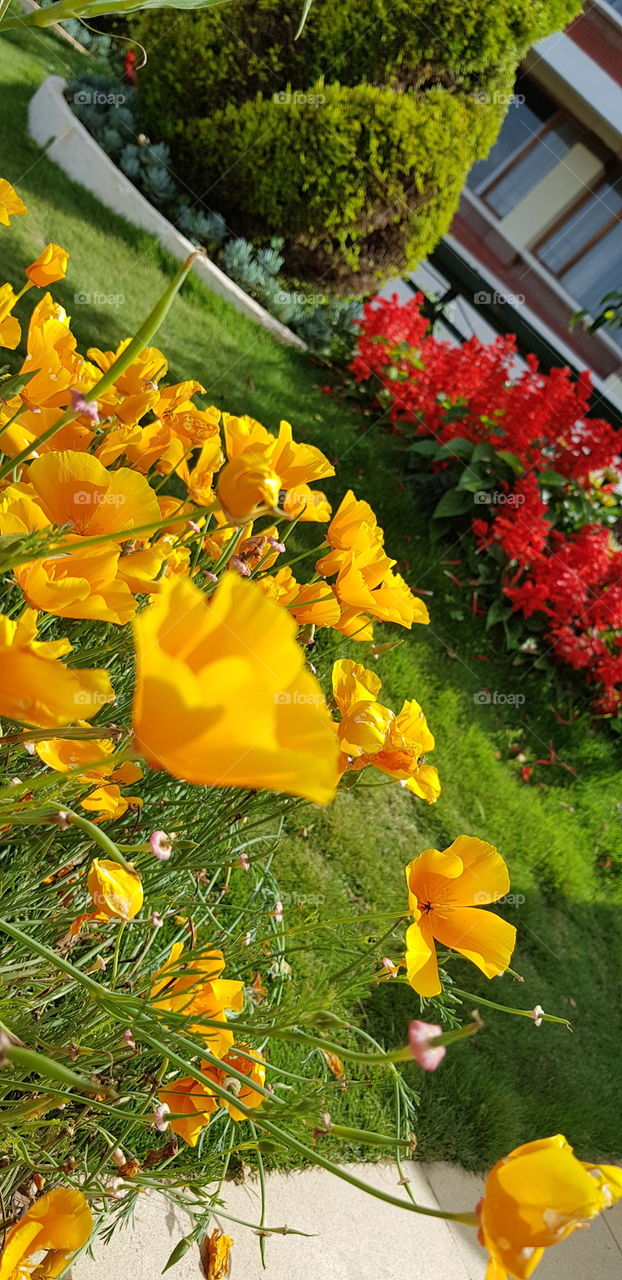 Colorful flowers