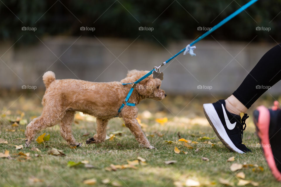 Morning walk with dog