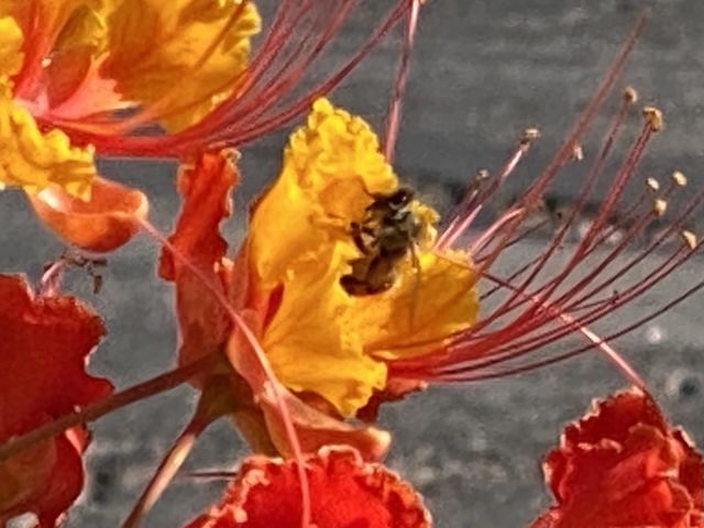 Bee flower 