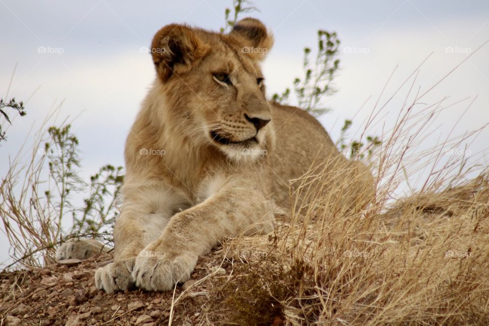 A lion relaxing while looking for dinner.