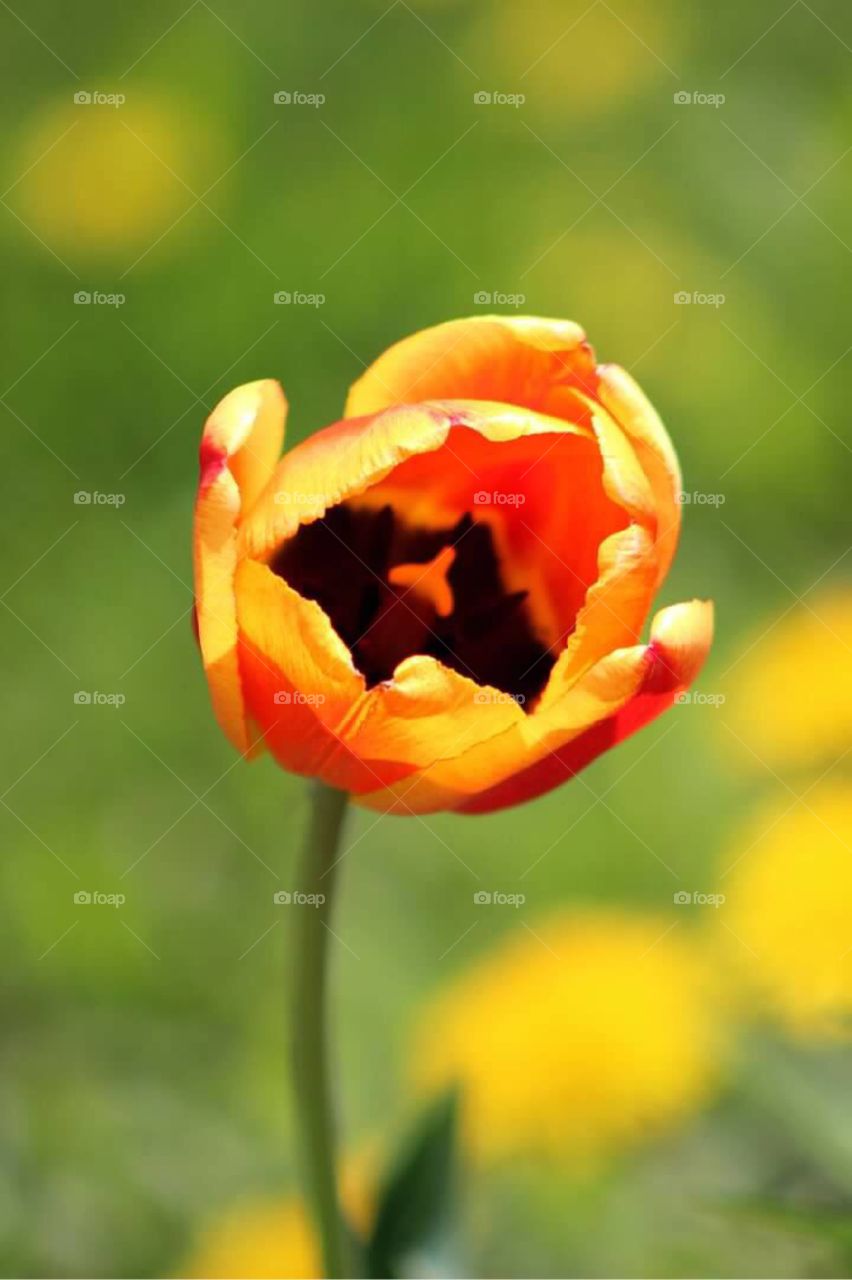 A beautiful orange and yellow tulip opening up to let the warm sunshine in. 