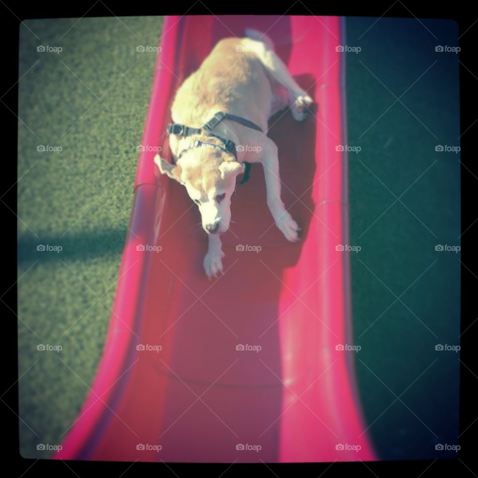 Dog on a slide