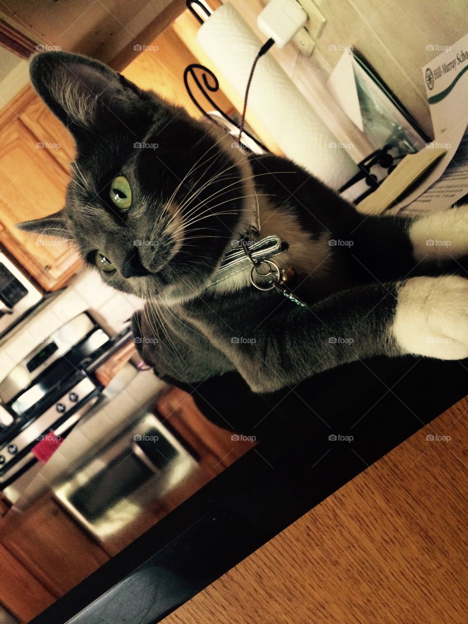 My Luna chilling on my counter. 