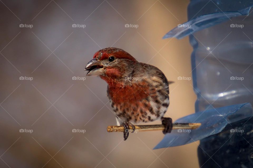 House finch on a bird feeder