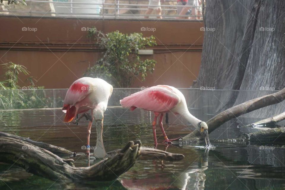 Birds#nature#water