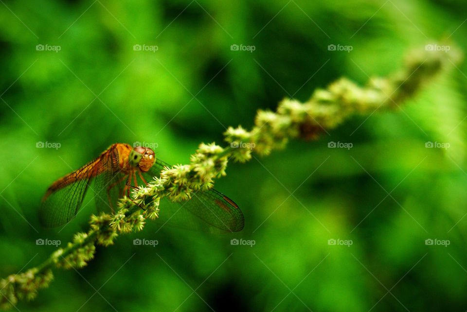 Dragonfly getting ready on its runway 