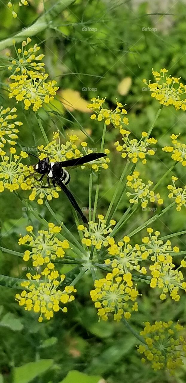 black and white wasp on fennel flowers