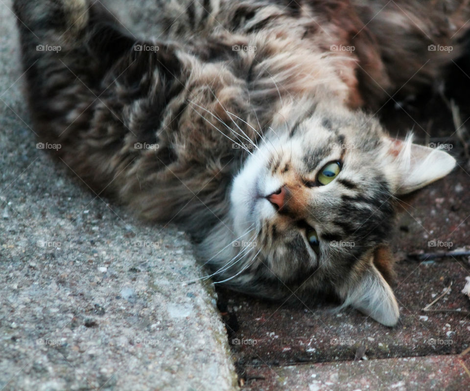 Cat lying on back