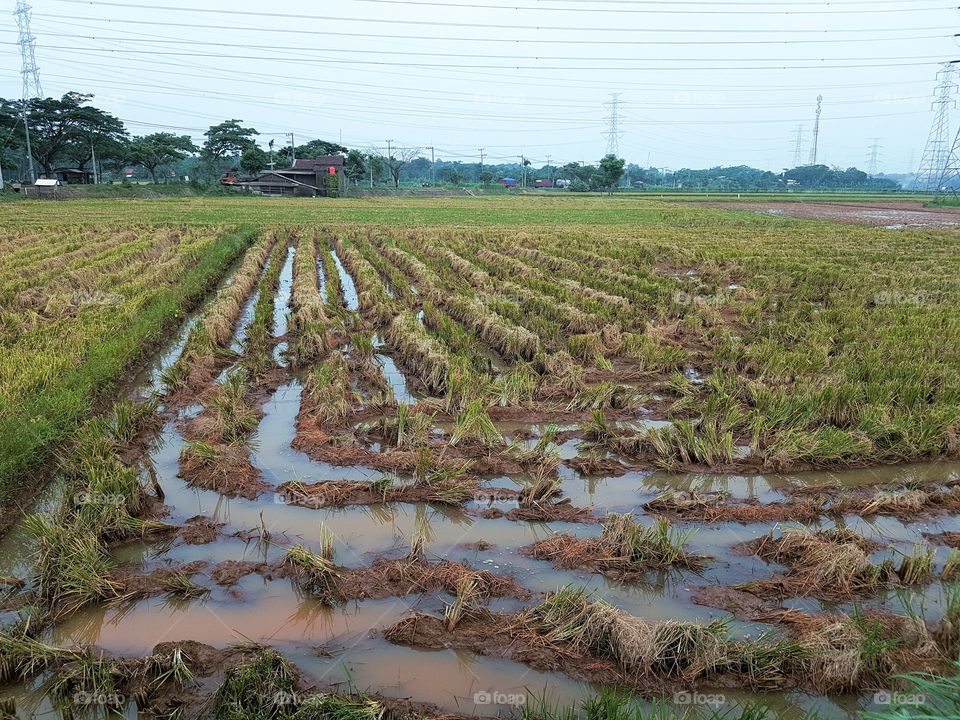ricefield