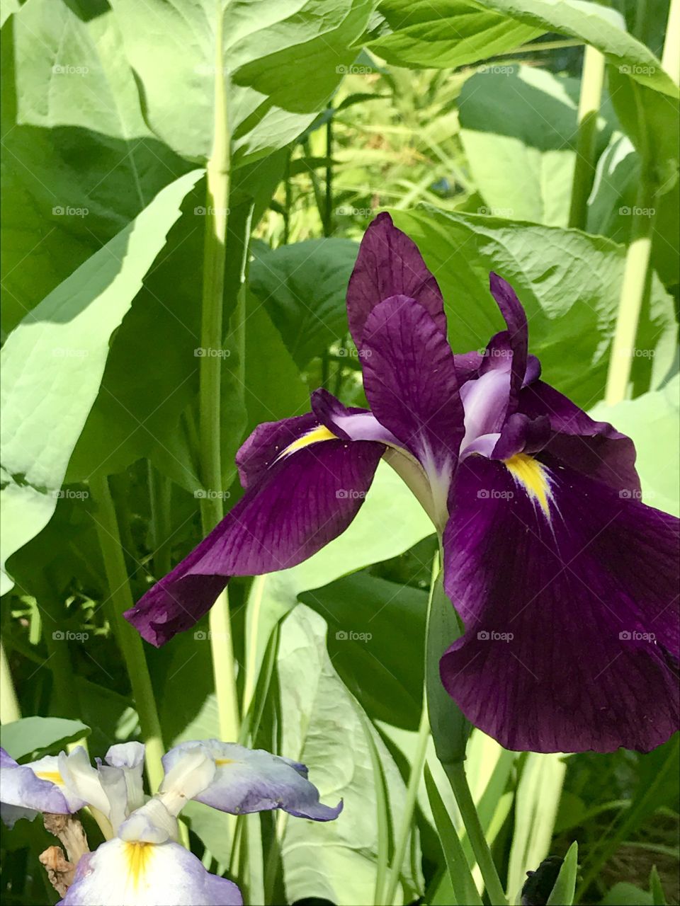 Iris Among Tall Leaves