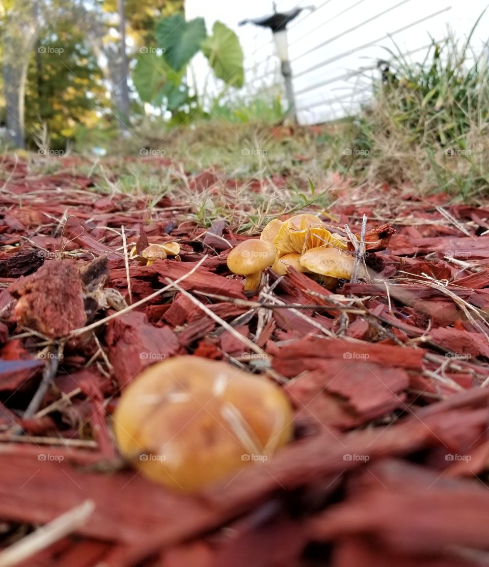 mushrooms in the mulch path