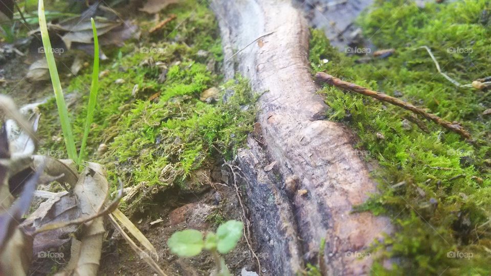 Beautiful Tree Root