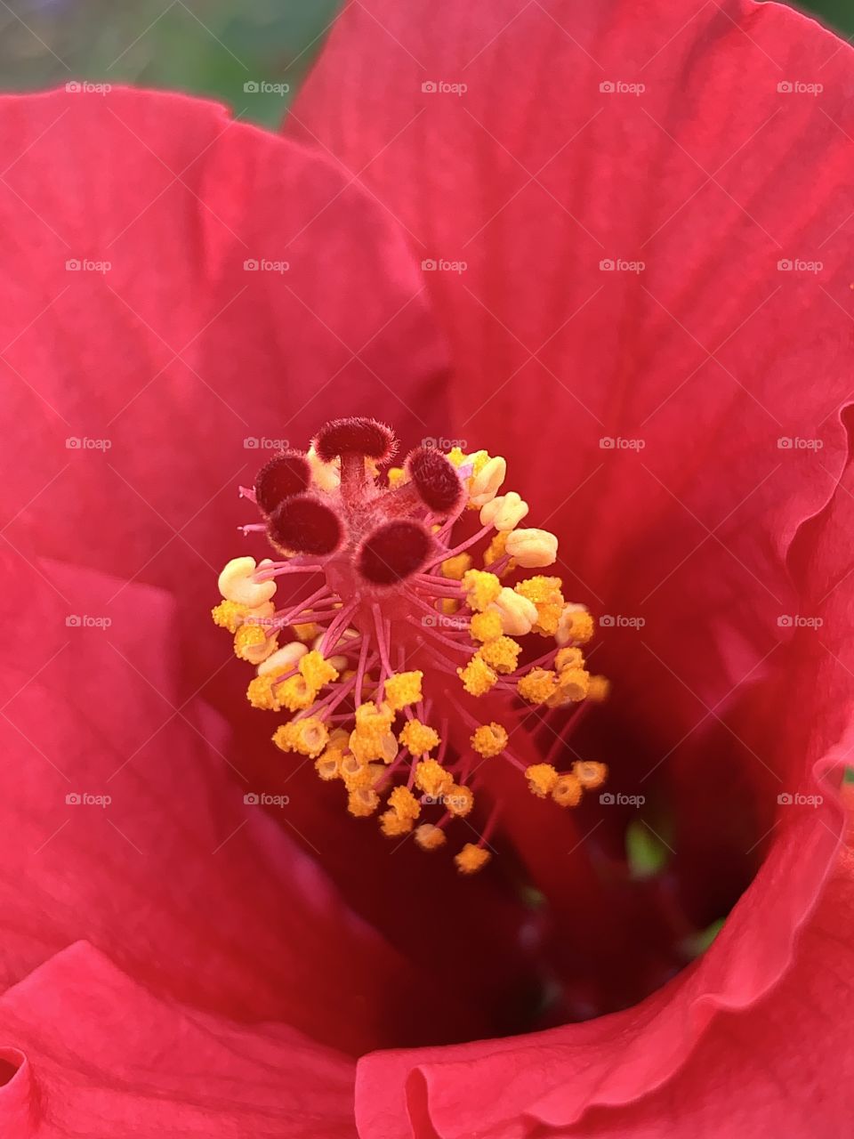 Close up photo of pollen, Chinese hibiscus flower blossoms with lovely red petals.