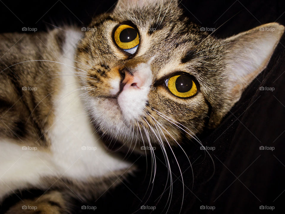 Cat, Portrait, Mammal, Animal, Eye