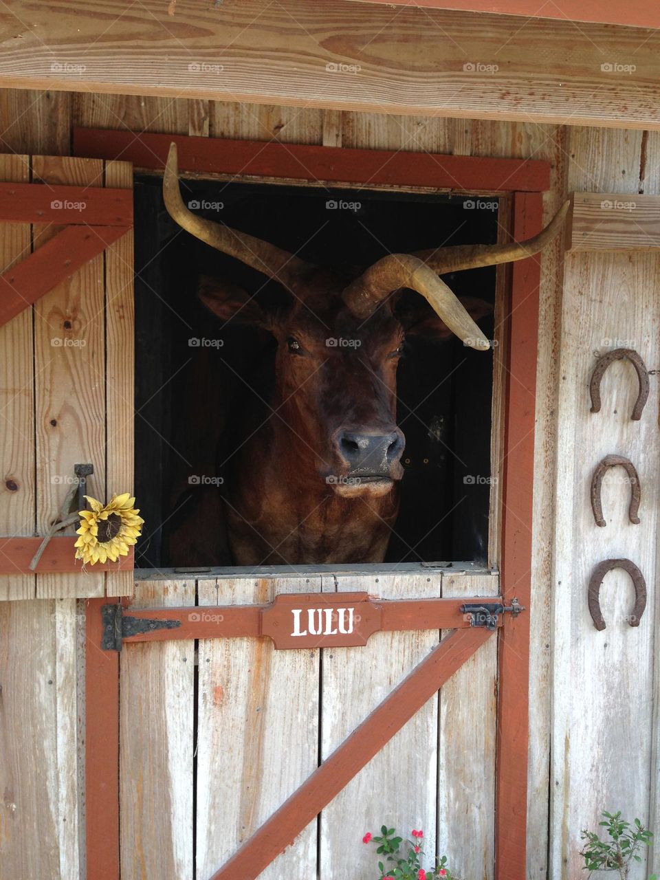 Unique Lulu-3 horned cow.
