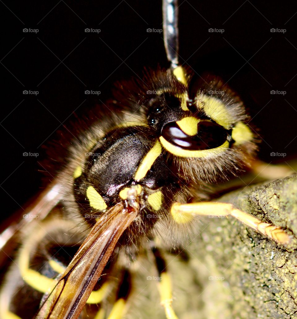 Yellow Jacket macro