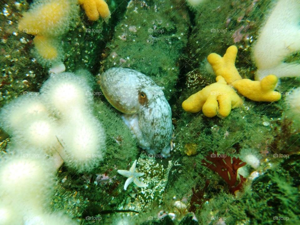 Scottish Octopus