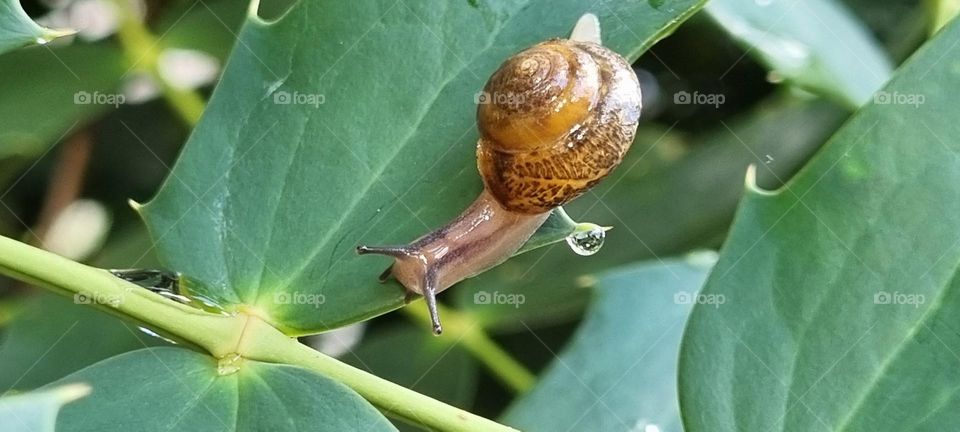 snail going down down