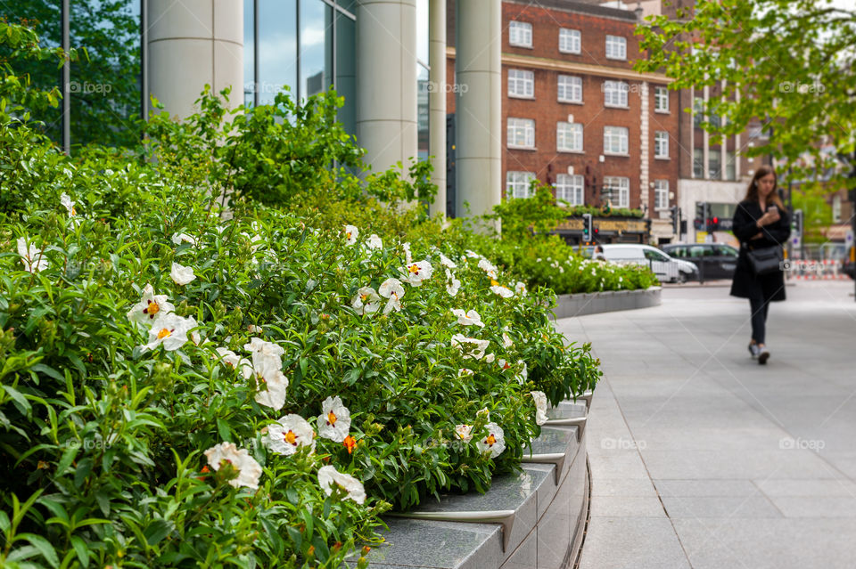 Flower planter in London City centre. UK.