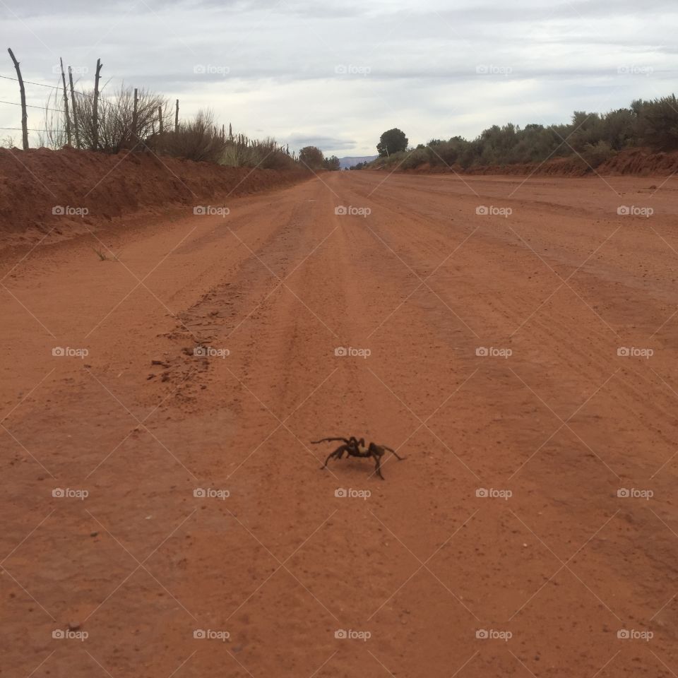 Male Tarantula crossing a road in search of a mate. 
