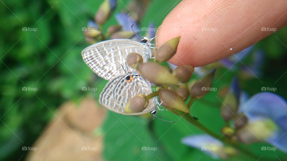 A pair of little butterflies perched on the fingertips
