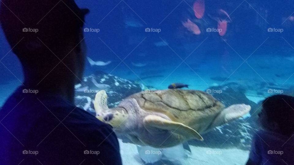Underwater, Turtle, Swimming, Water, Ocean