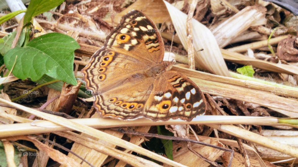 Lemon pansy Butterfly