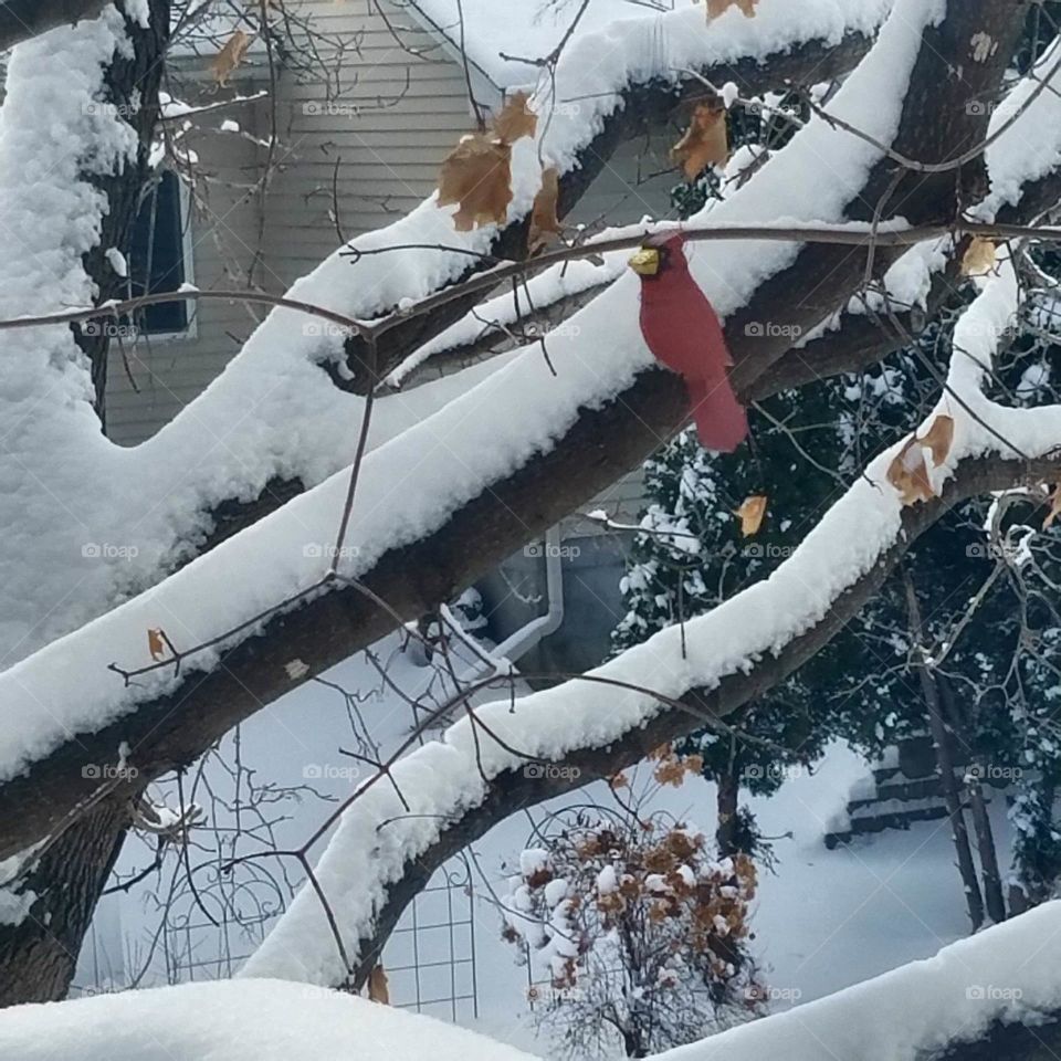 Red Cardinal on Winter Morning