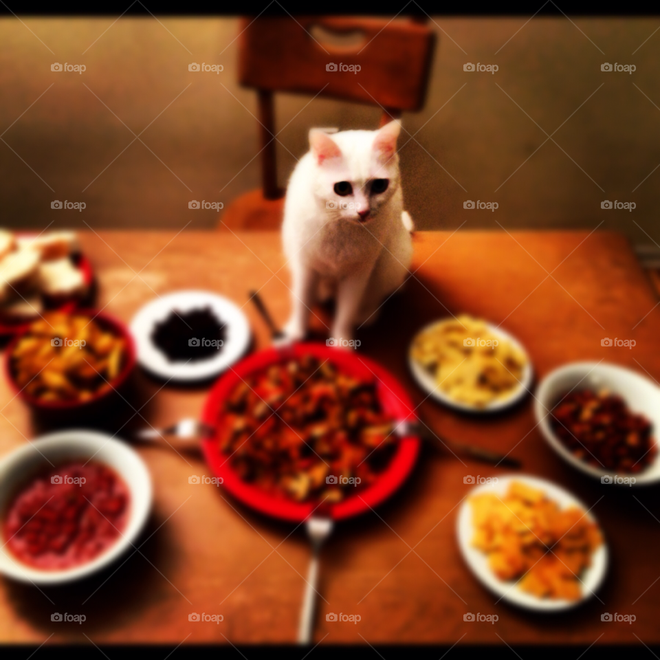 white food cat dinner by byg