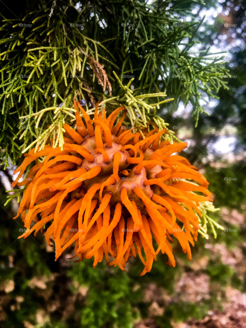 Cedar-apple rust on a cedar tree at Centennial park in Garner North Carolina, Raleigh Triangle area, Wake County. 