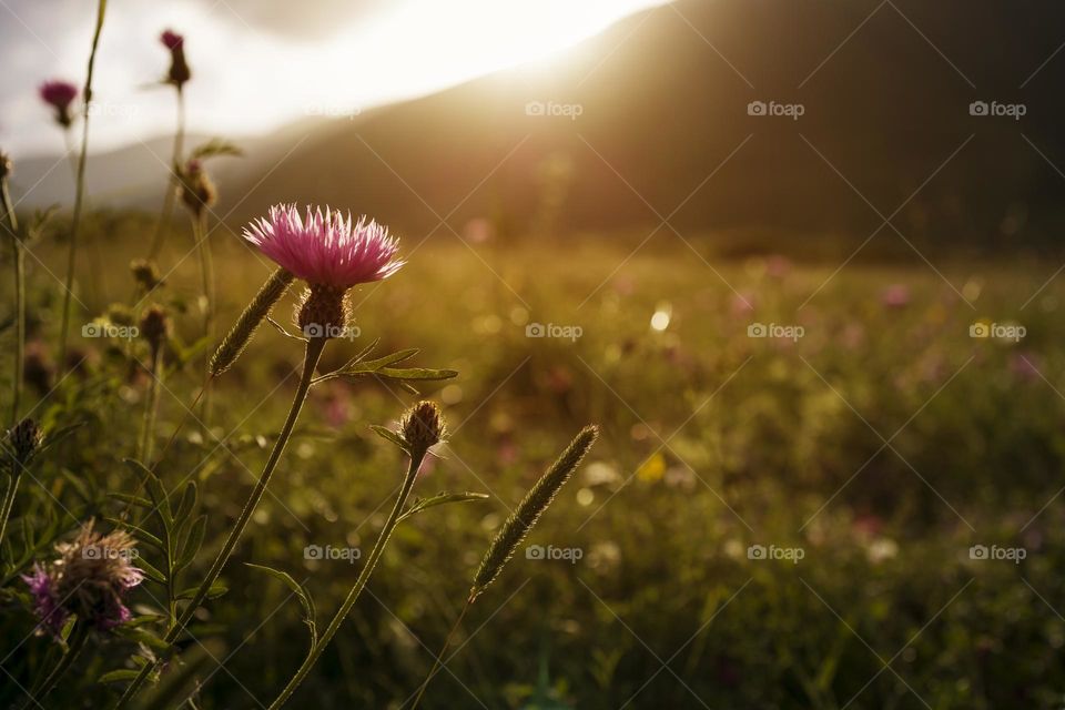 Summer sunset against mountain landscape