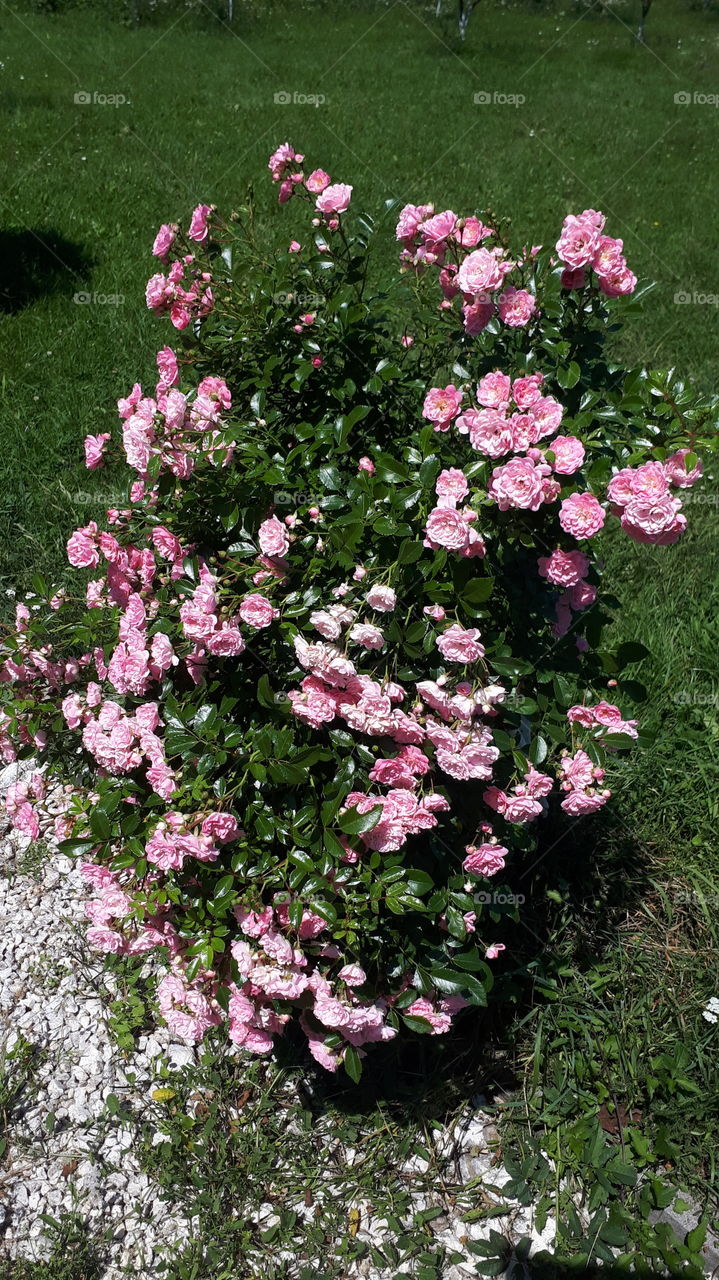 my rose tree