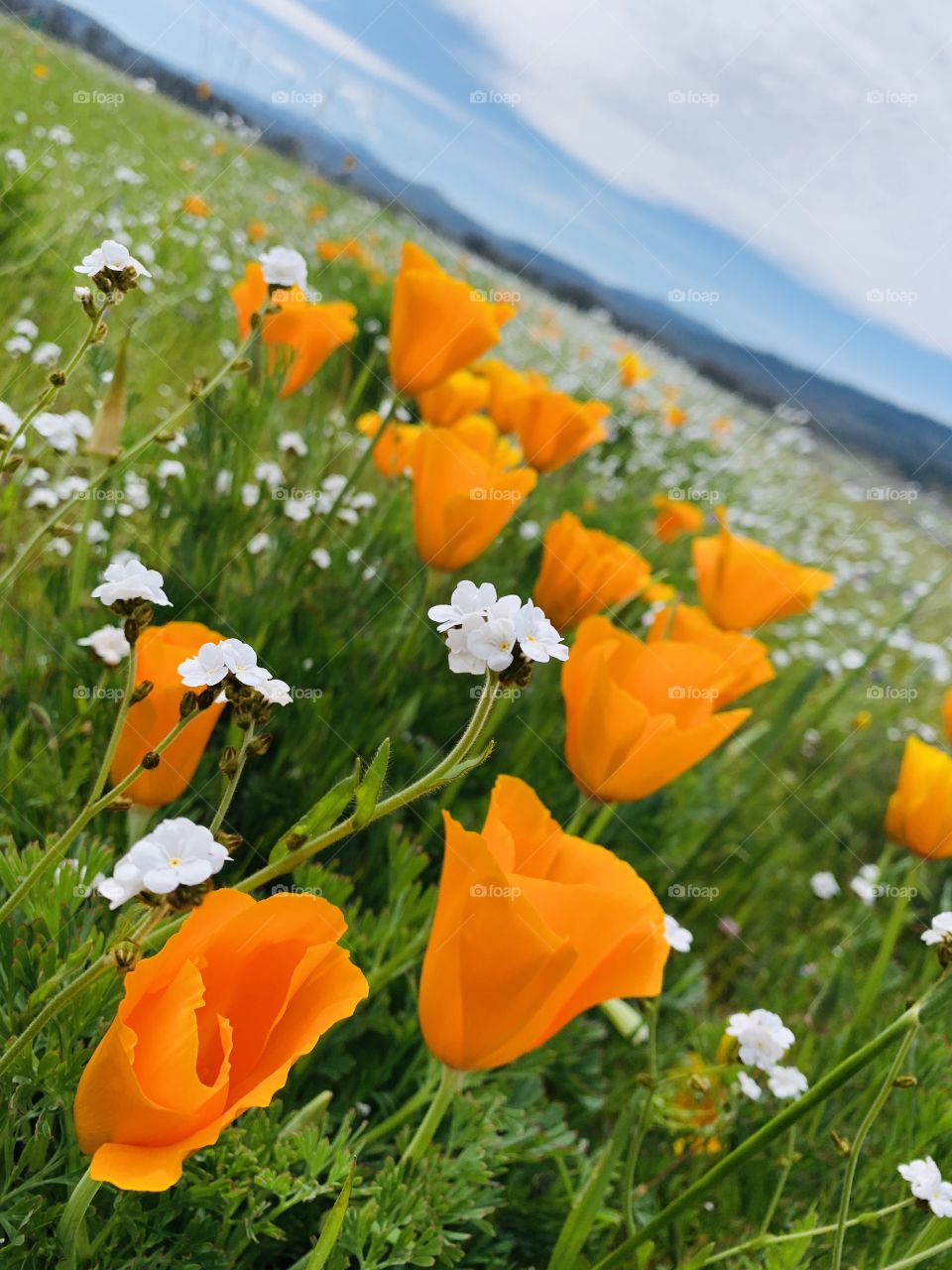 California poppy