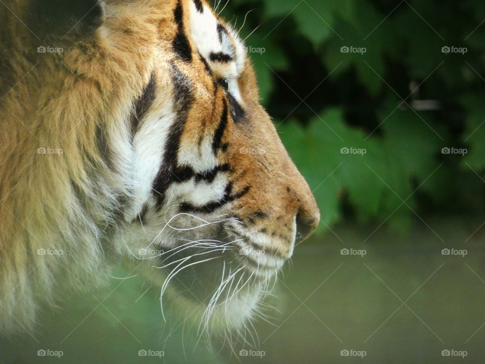 Tiger portrait