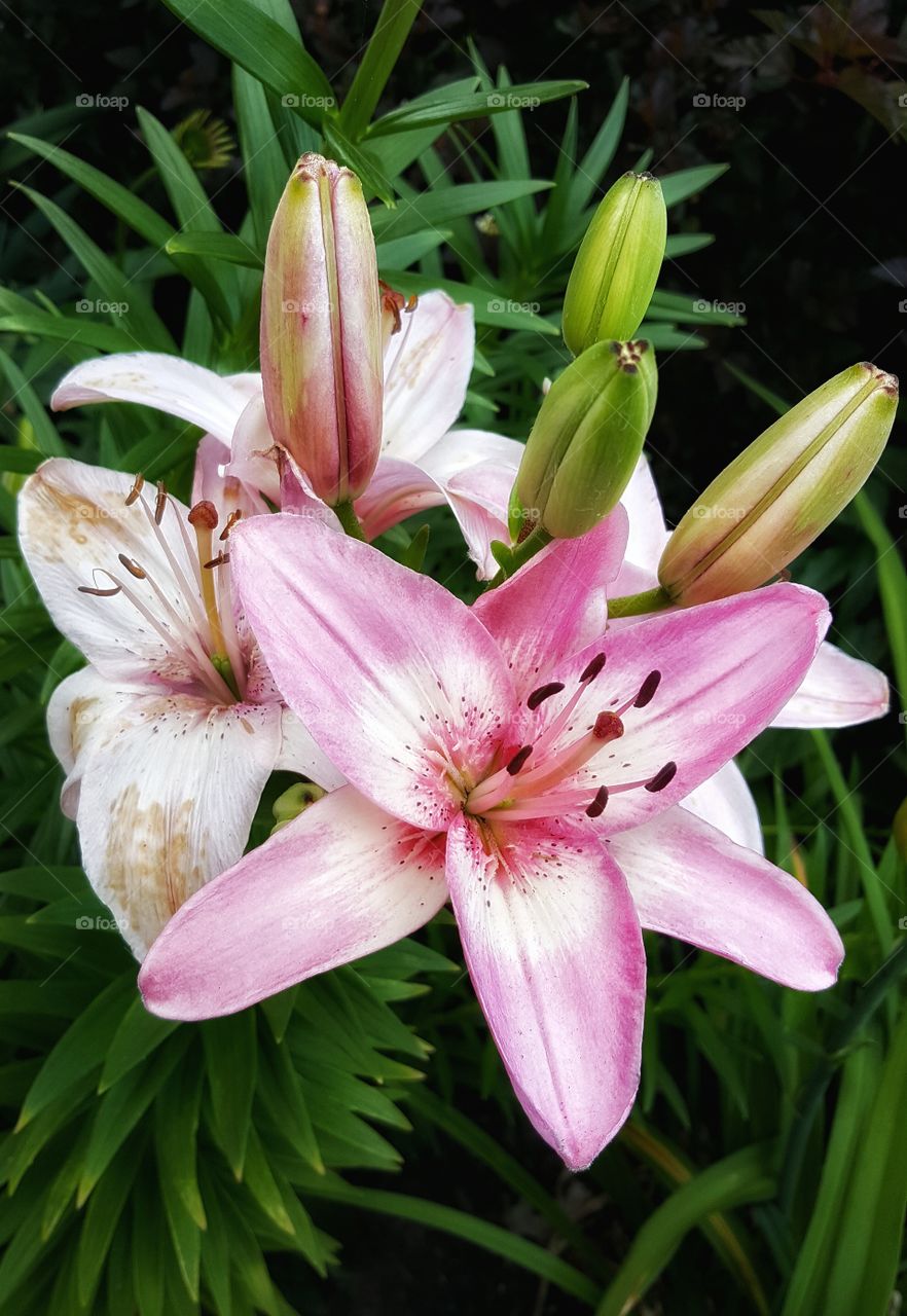 Pink Lily's