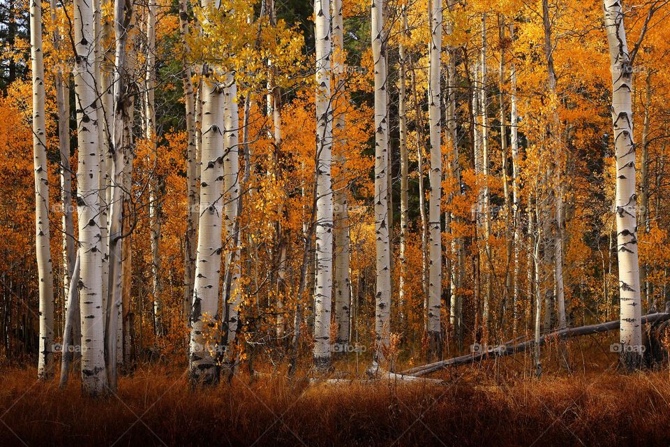 Aspens in Fall