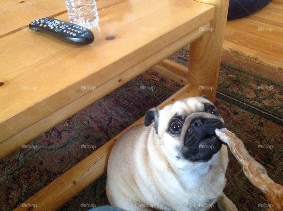 waiting pays off for the little pug.