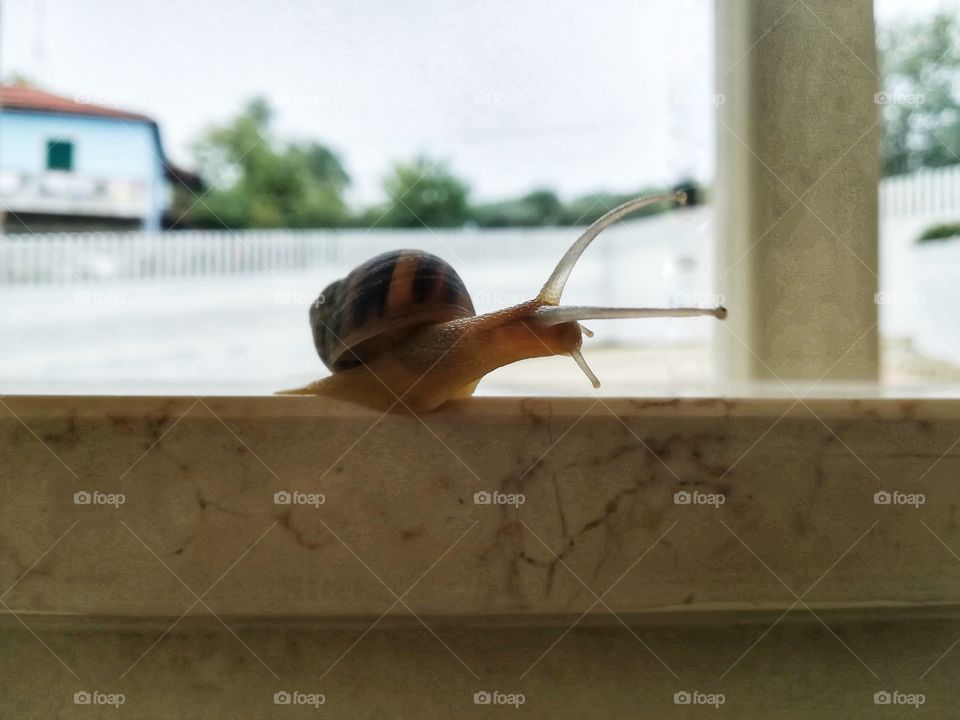 Snail after the rain