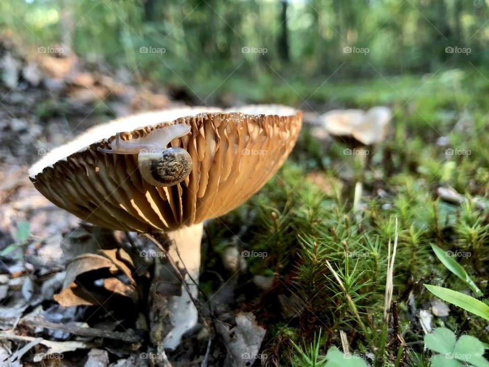 Snail leaving glittering trail on mushroom in late afternoon sunlight 