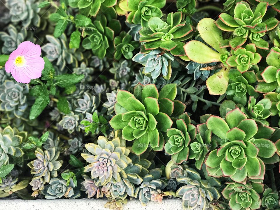bright green succulents with single pink flower, San Diego