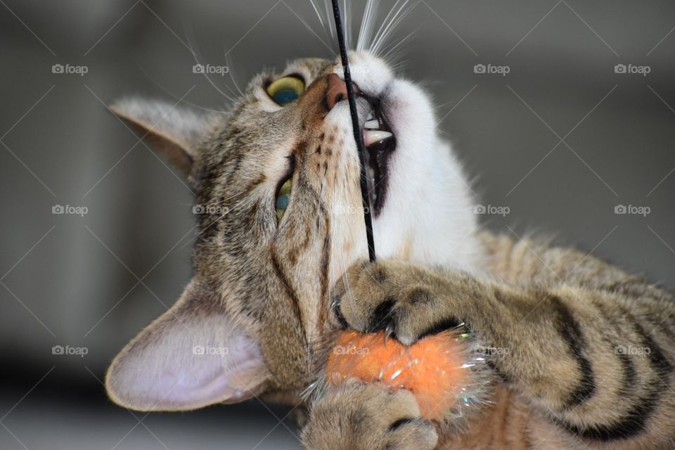 Kitty bitting toy