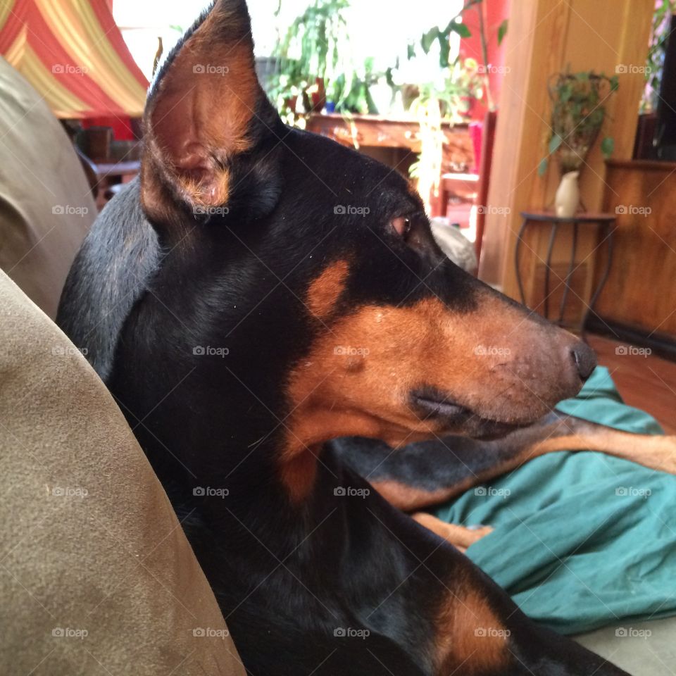 Doberman Pinscher profile
