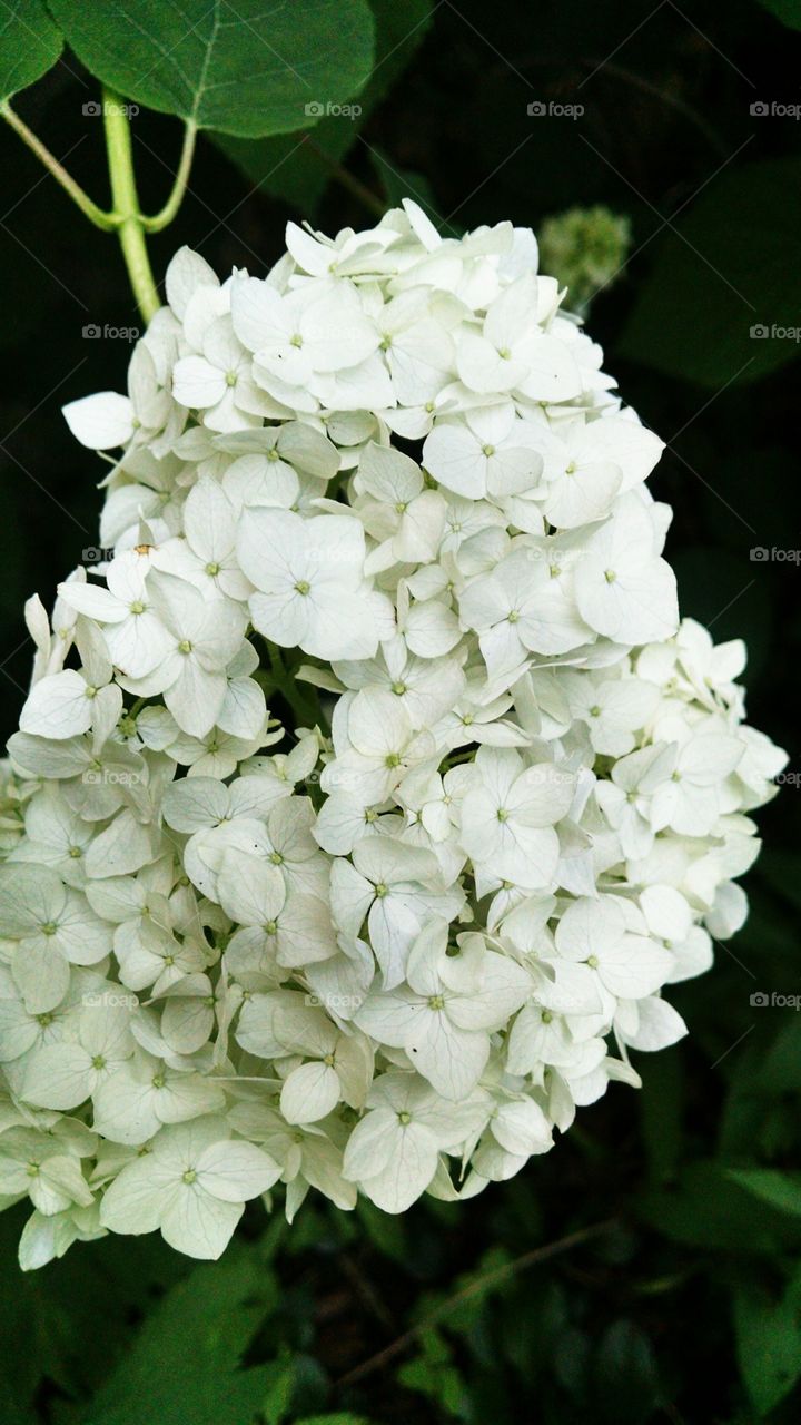 snowball. white flowers