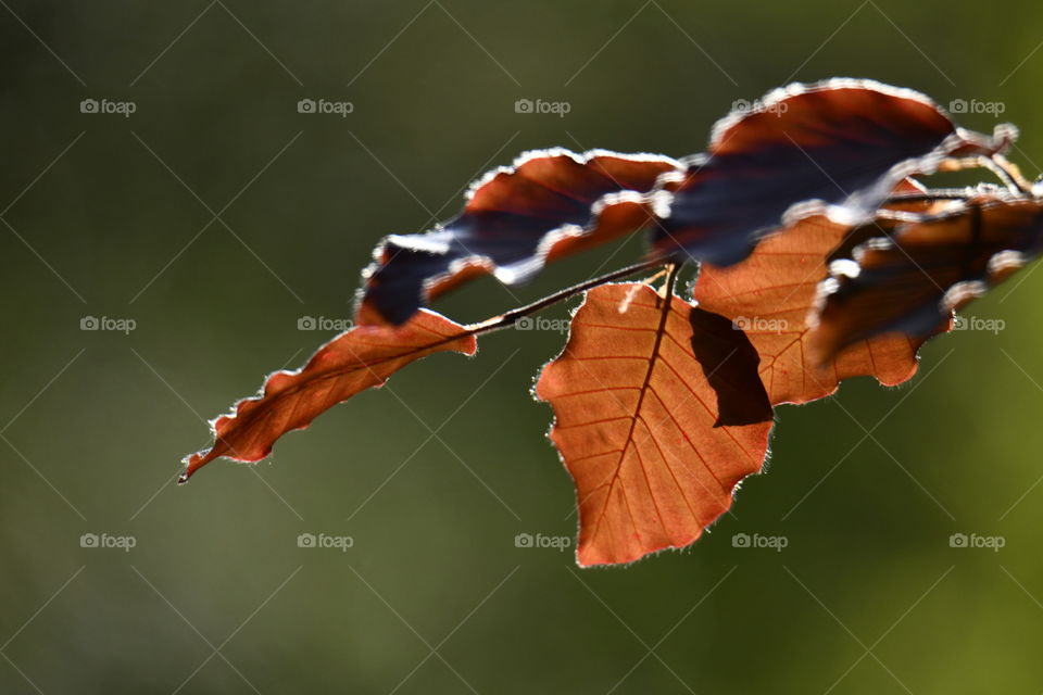 Colores Primaverales
Spring Colors