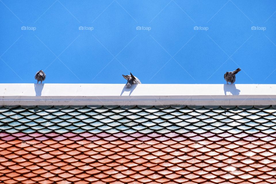 Birds on roof