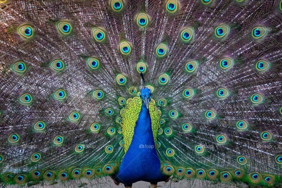 Peacock