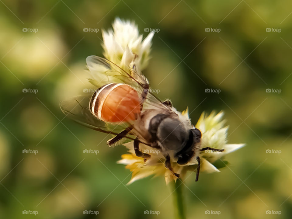 Bee on a white flower collecting pollen and gathering nectar to produce honey in the hive